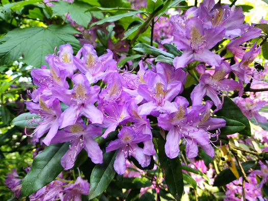 Castle Park Blauwhuis Izegem (Belgium)